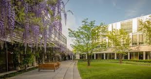 York Schulich MBA